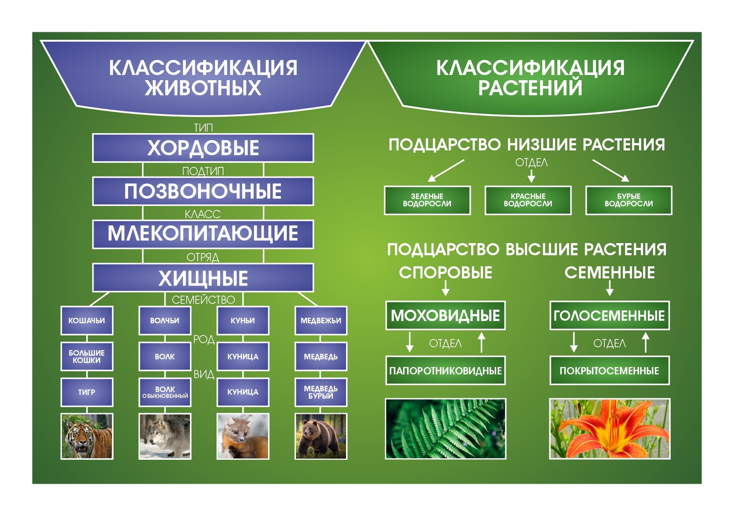 СТЕНД классификация животных и растений