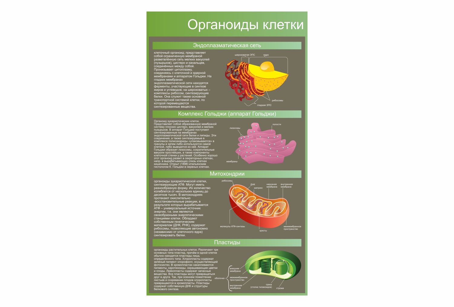 стенд Генетика. законы г.менделя