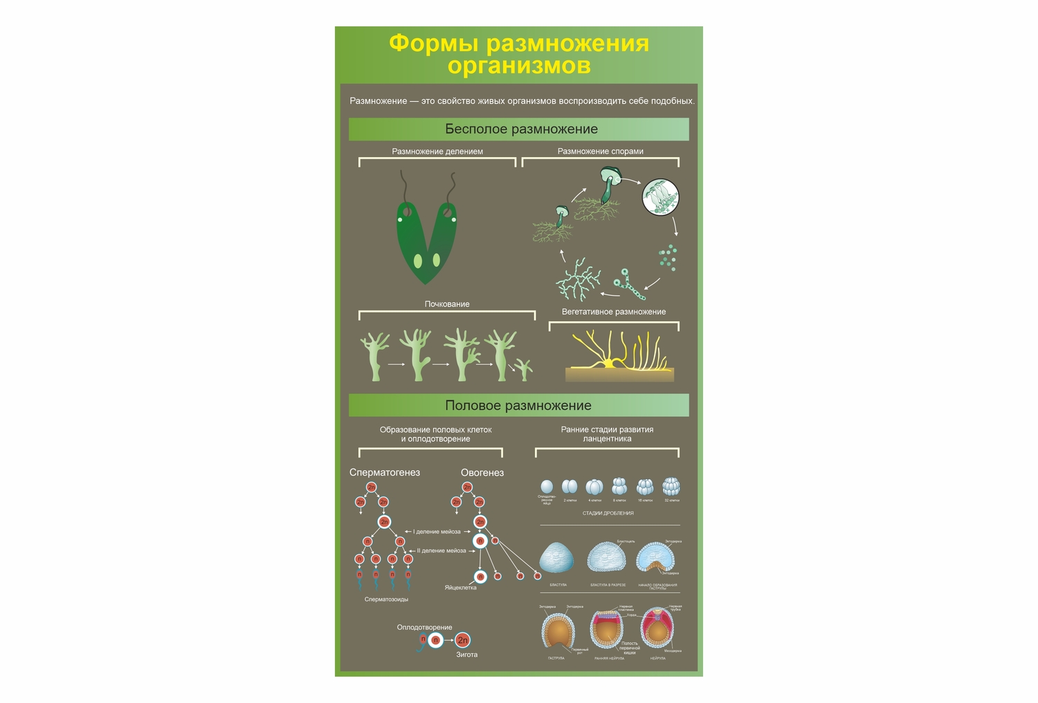 стенд формы размножения организмов